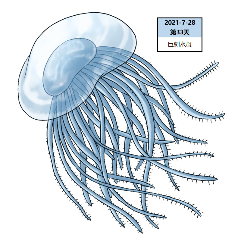 033巨刺水母2.jpg