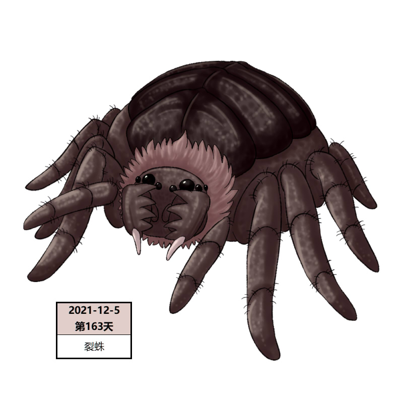163裂蛛2.jpg