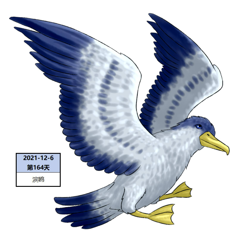 164滨鸥2.jpg