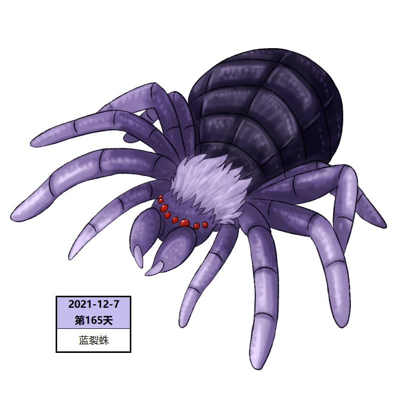165蓝裂蛛2.jpg
