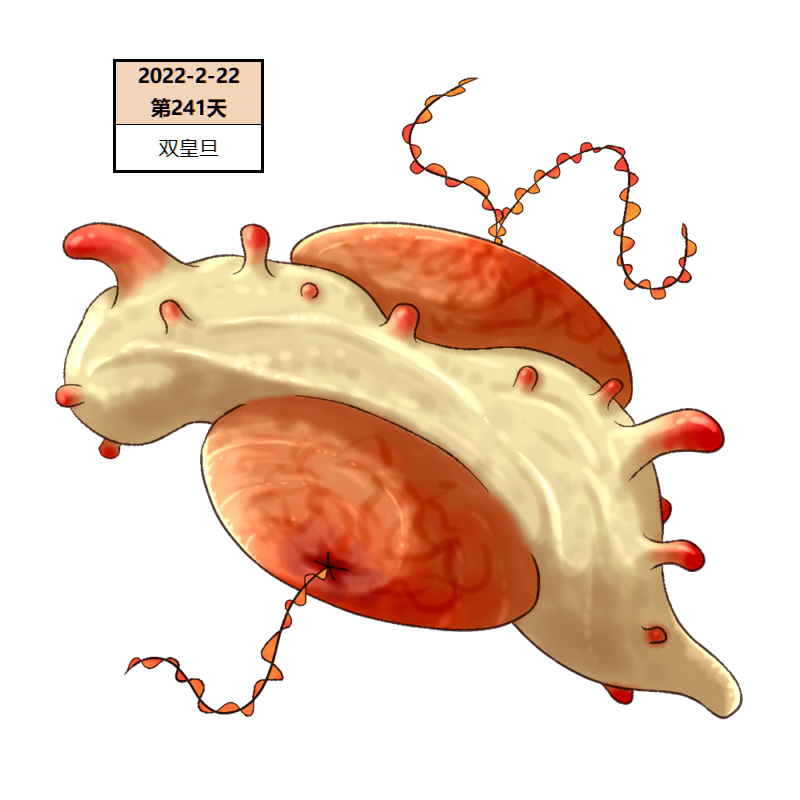 241双皇旦2.jpg