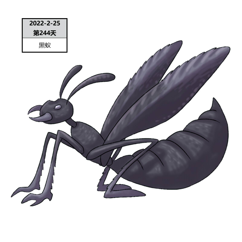 244黑蚁2.jpg