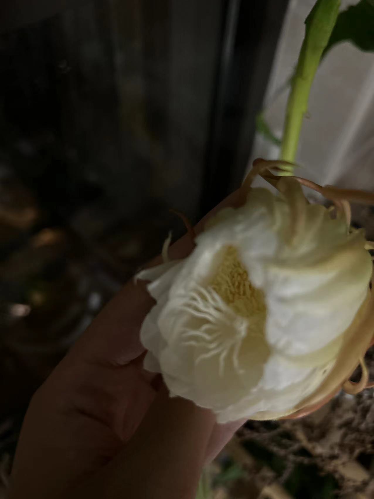 84797B91-DE5D-4D0F-B871-B56B182E93BD.jpeg