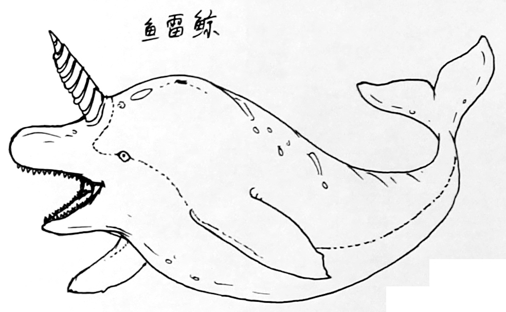 鱼雷鲸.jpg