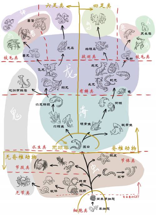进化树